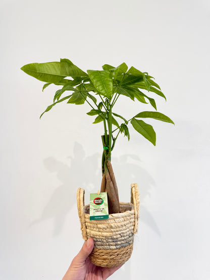 Money Tree - Pachira Aquatica Braided Trunk