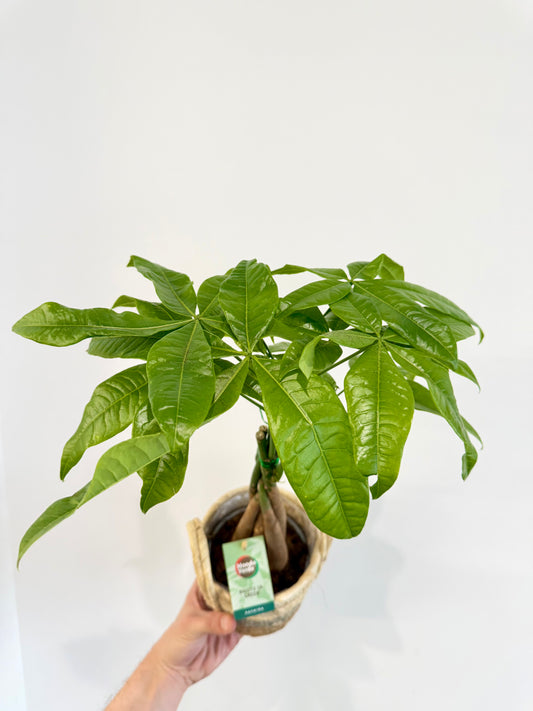 Money Tree - Pachira Aquatica Braided Trunk