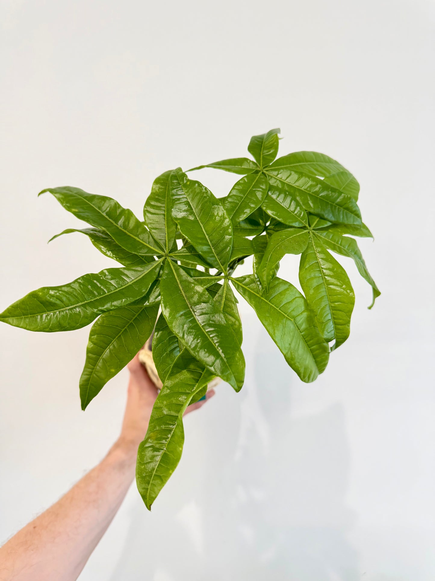 Money Tree - Pachira Aquatica Braided Trunk