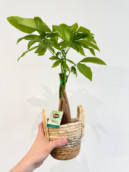 Money Tree - Pachira Aquatica Braided Trunk