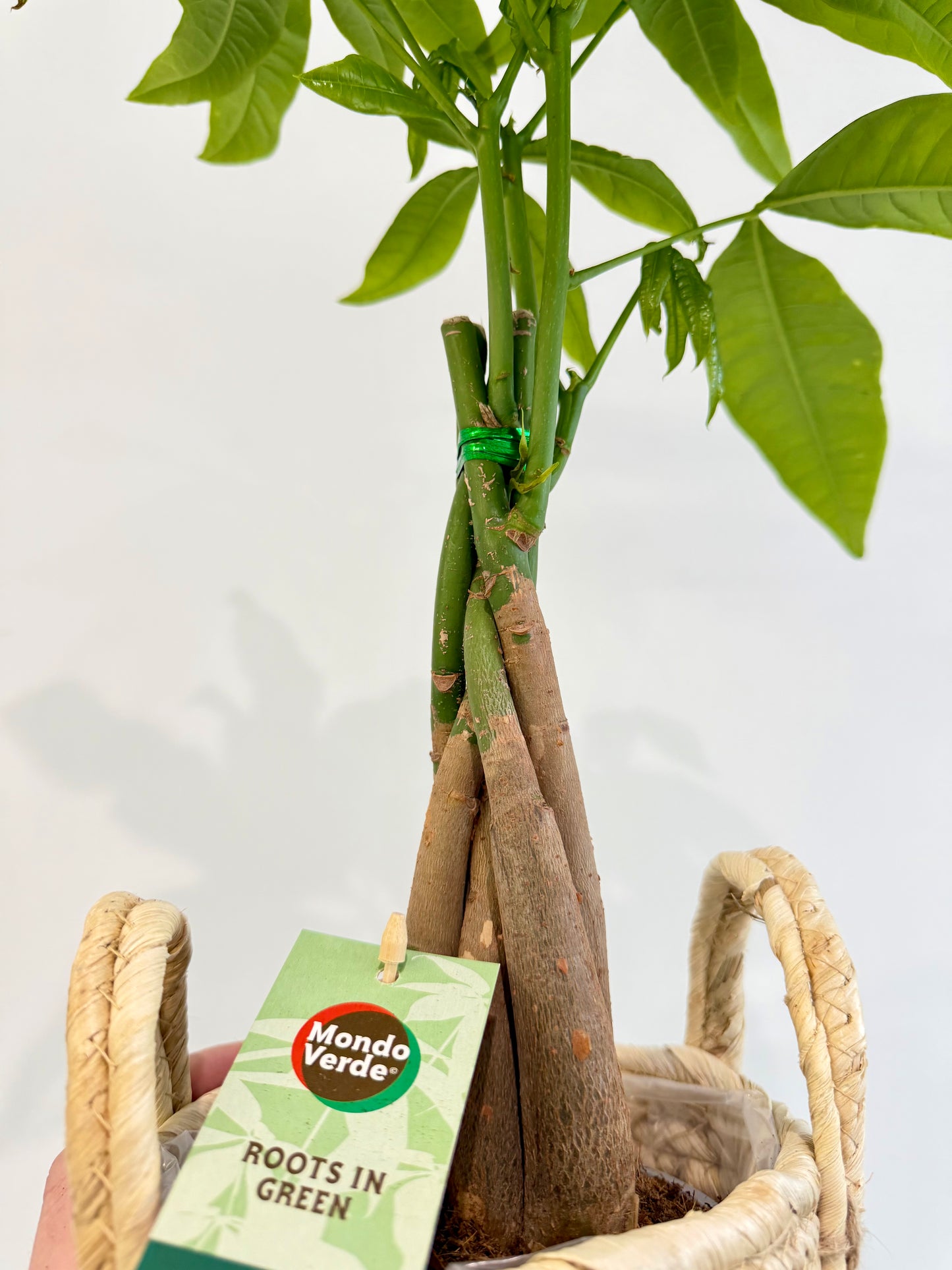 Money Tree - Pachira Aquatica Braided Trunk