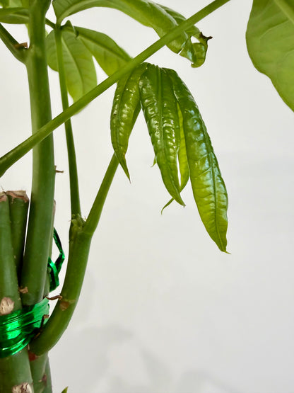 Money Tree - Pachira Aquatica Braided Trunk