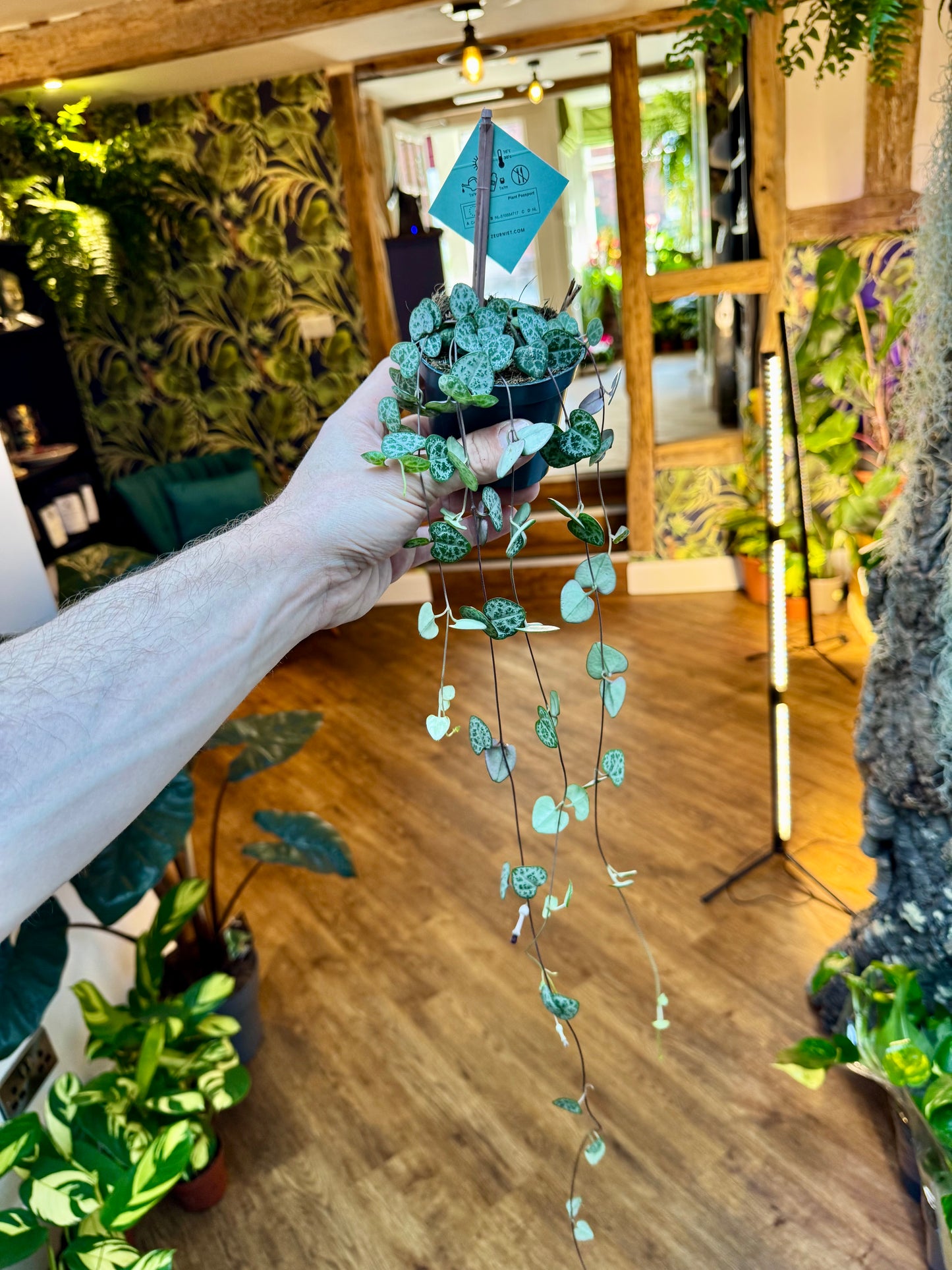 Ceropegia Woodii - String of Hearts