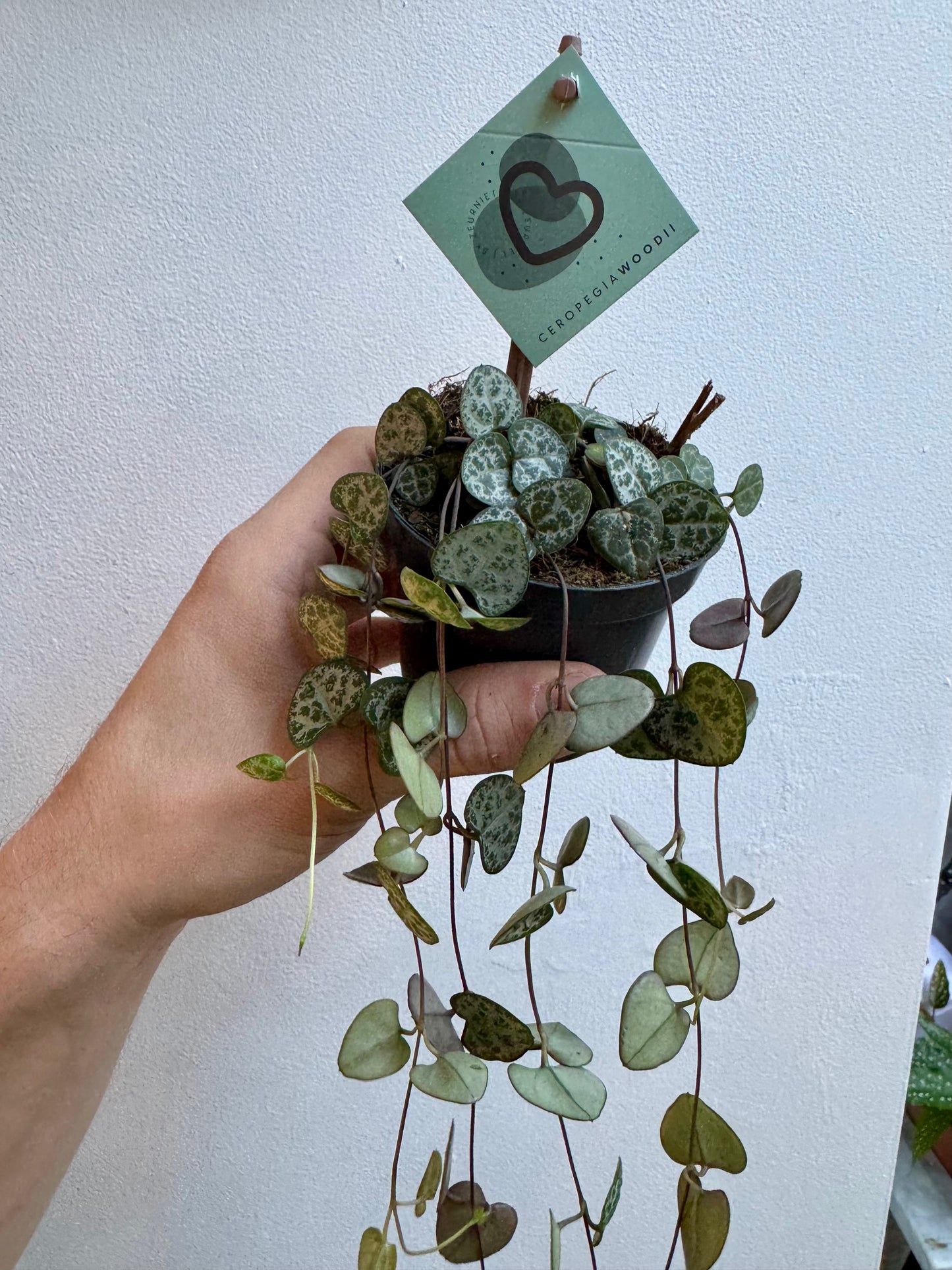 Ceropegia Woodii - String of Hearts