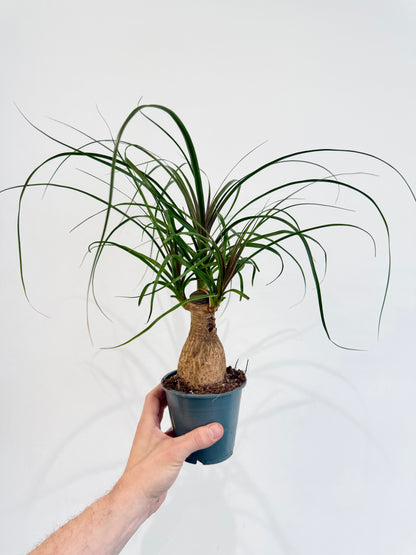 Ponytail Palm - Beaucarnea Nolina Recurvata