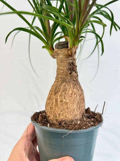 Ponytail Palm - Beaucarnea Nolina Recurvata