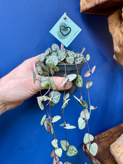 Ceropegia Woodii - String of Hearts