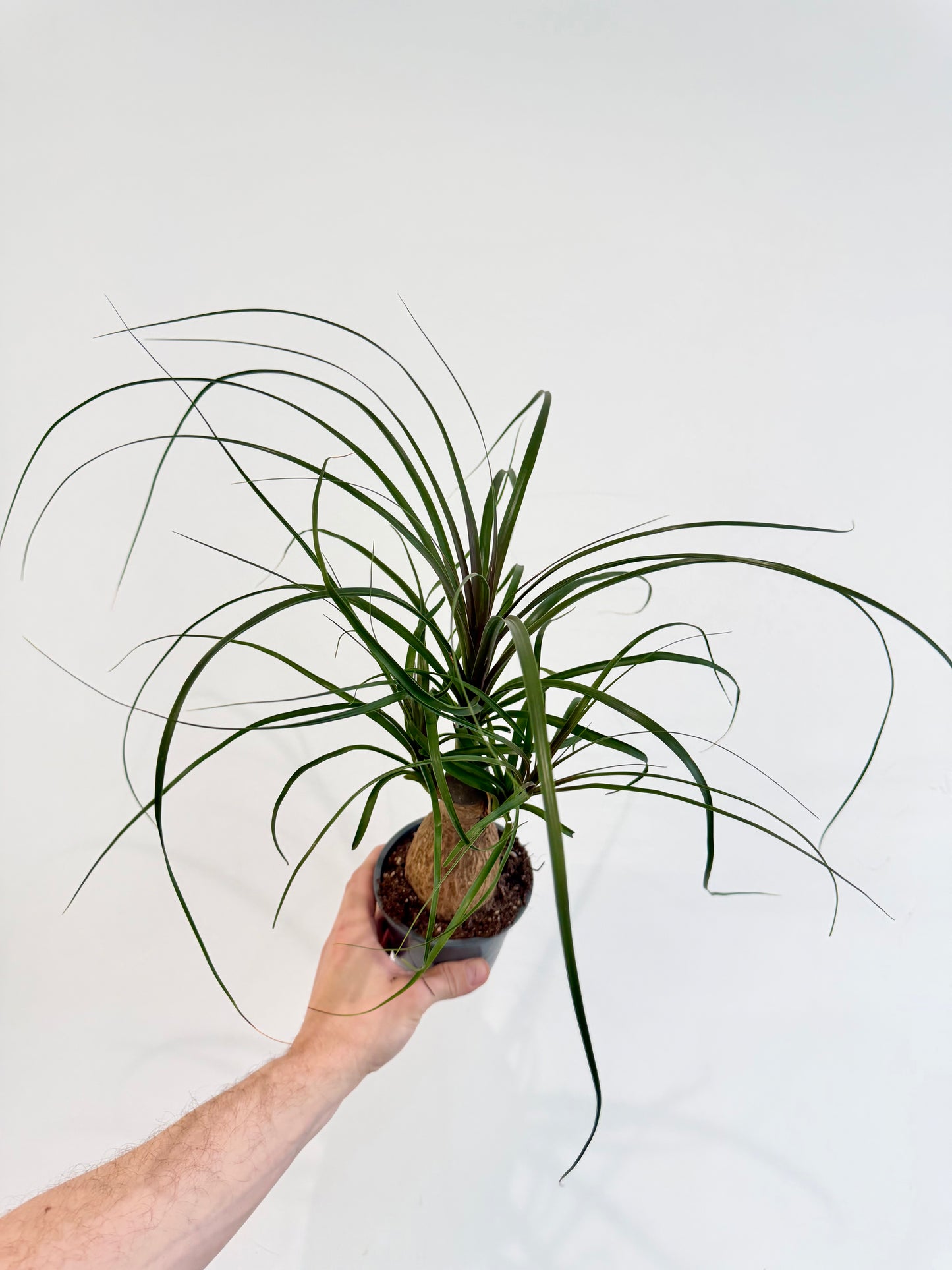 Ponytail Palm - Beaucarnea Nolina Recurvata