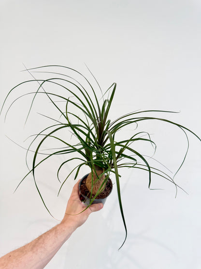 Ponytail Palm - Beaucarnea Nolina Recurvata