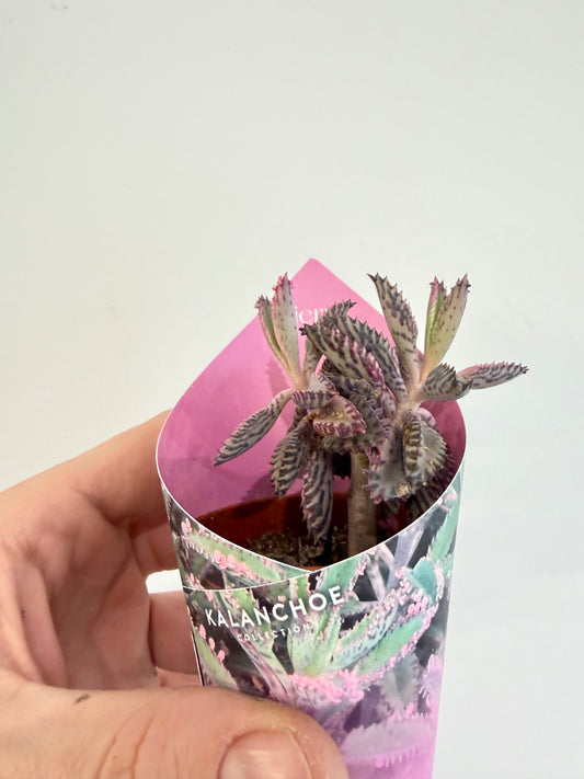 Kalanchoe Pink Butterfly - Kalanchoe Daigremontiana Pink