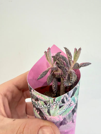 Kalanchoe Pink Butterfly - Kalanchoe Daigremontiana Pink