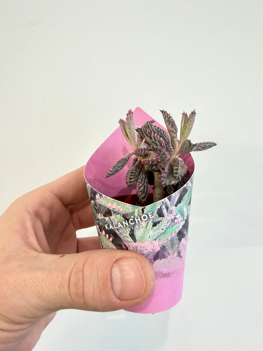 Kalanchoe Pink Butterfly - Kalanchoe Daigremontiana Pink