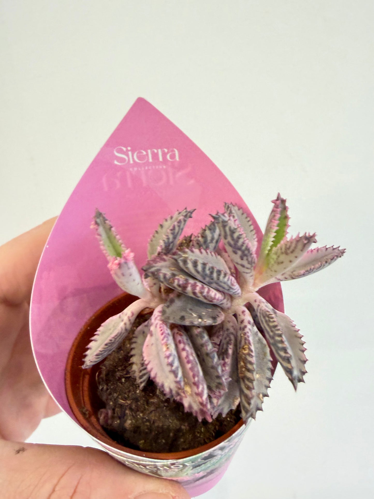 Kalanchoe Pink Butterfly - Kalanchoe Daigremontiana Pink