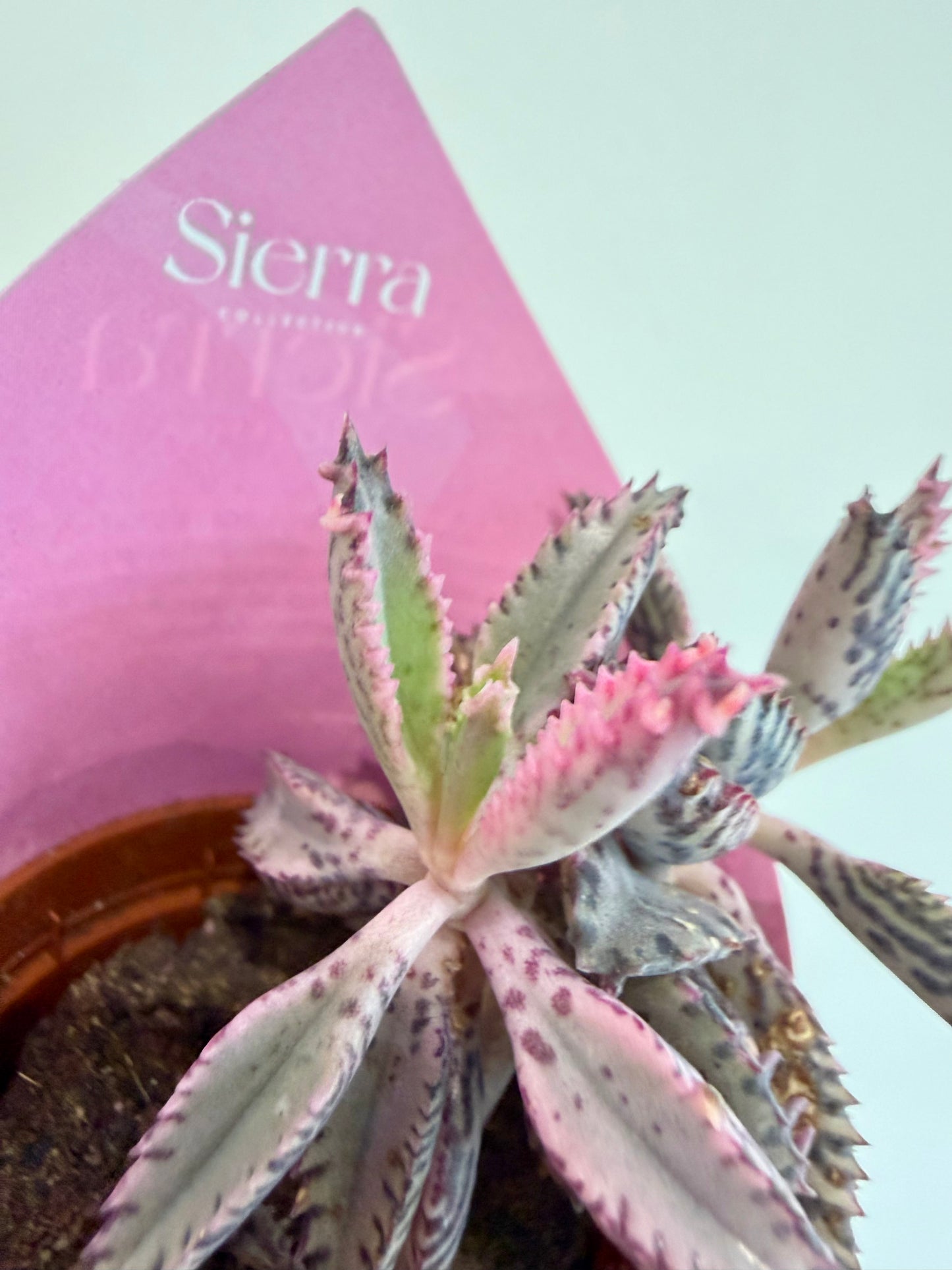 Kalanchoe Pink Butterfly - Kalanchoe Daigremontiana Pink