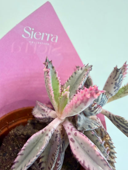 Kalanchoe Pink Butterfly - Kalanchoe Daigremontiana Pink