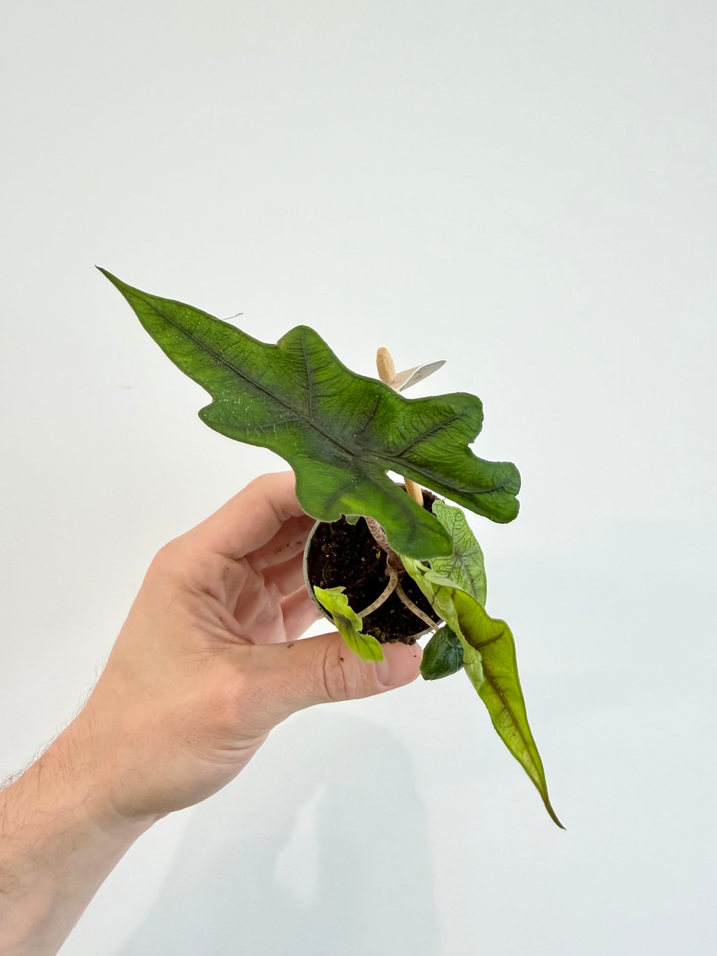 Alocasia Jacklyn - Alocasia Tandurusa
