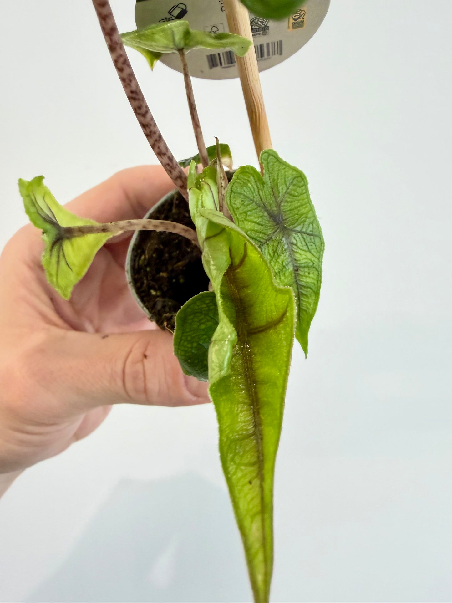 Alocasia Jacklyn - Alocasia Tandurusa