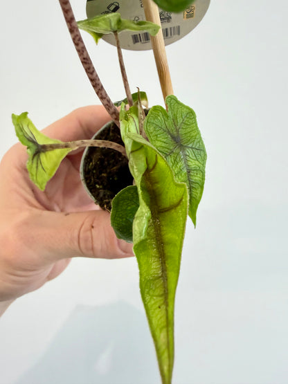 Alocasia Jacklyn - Alocasia Tandurusa