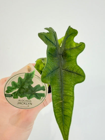 Alocasia Jacklyn - Alocasia Tandurusa