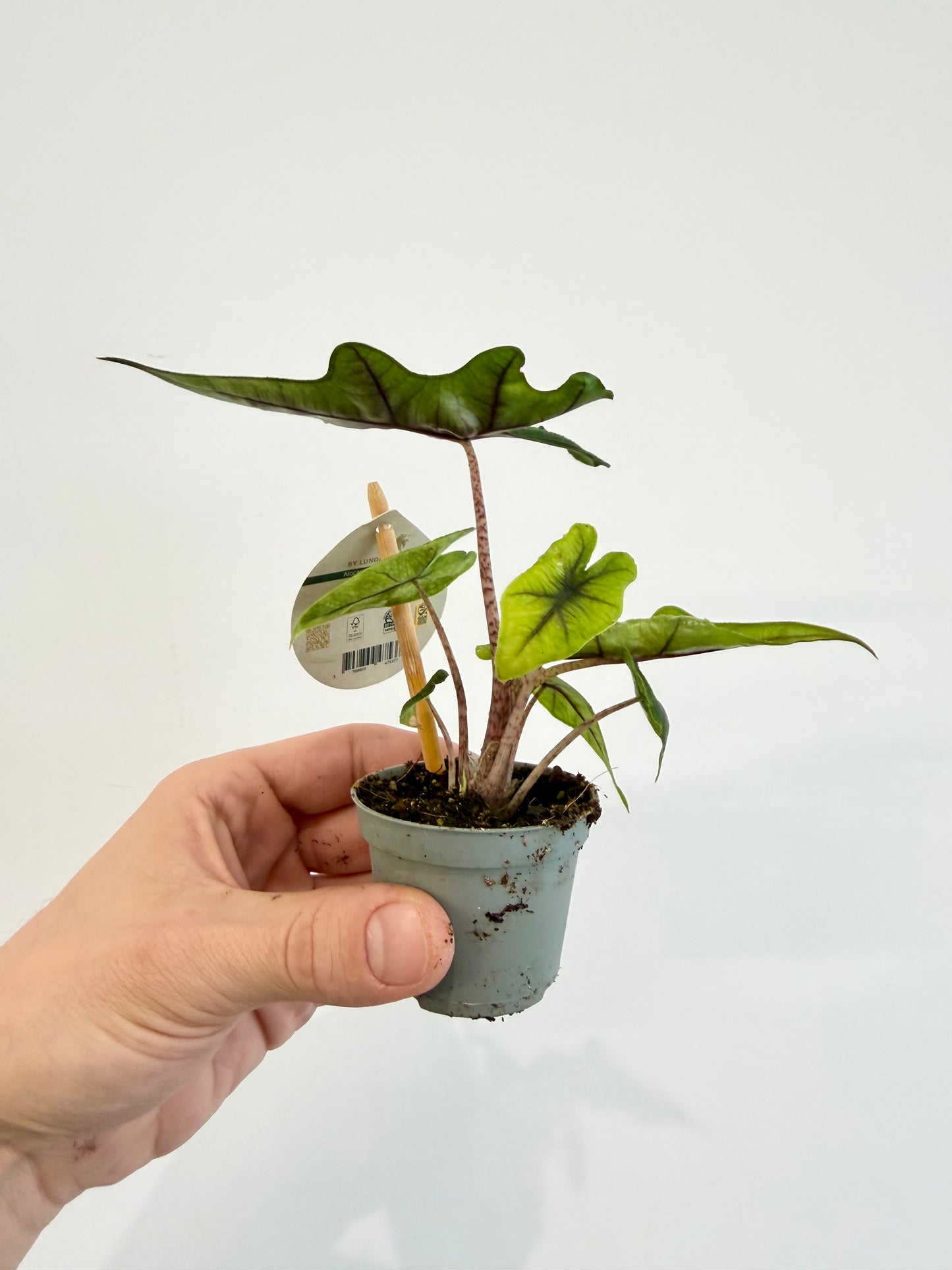 Alocasia Jacklyn - Alocasia Tandurusa