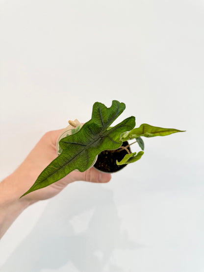 Alocasia Jacklyn - Alocasia Tandurusa