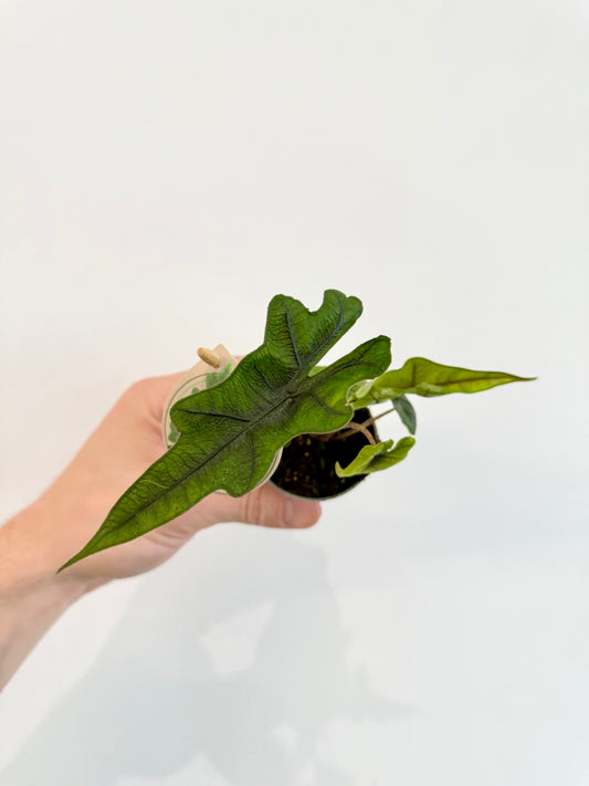 Alocasia Jacklyn - Alocasia Tandurusa