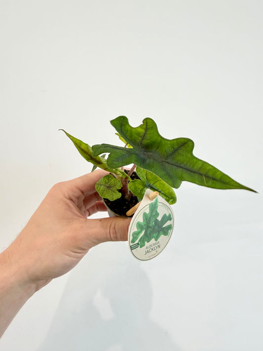 Alocasia Jacklyn - Alocasia Tandurusa