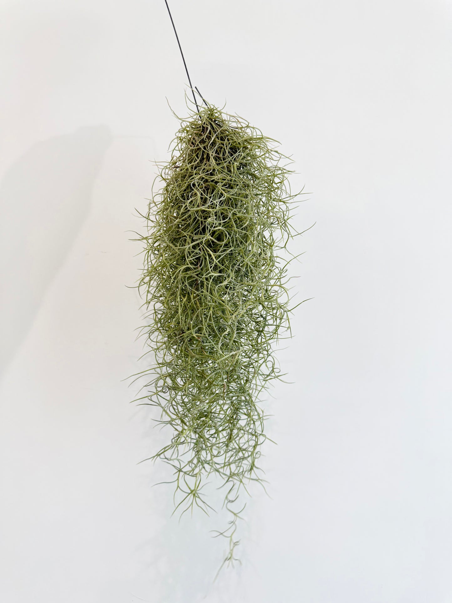 Spanish Moss - Tillandsia Usneoidus