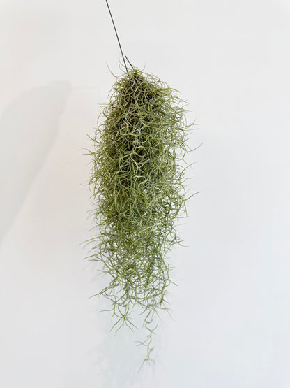 Spanish Moss - Tillandsia Usneoidus