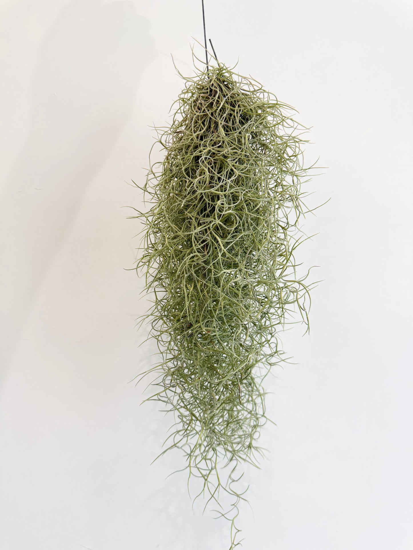 Spanish Moss - Tillandsia Usneoidus