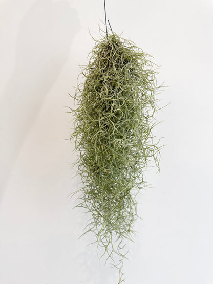 Spanish Moss - Tillandsia Usneoidus
