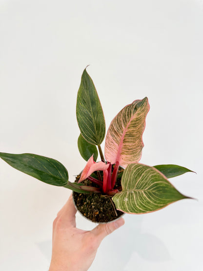 Philodendron Pink Bikini - Philodendron Erubescens