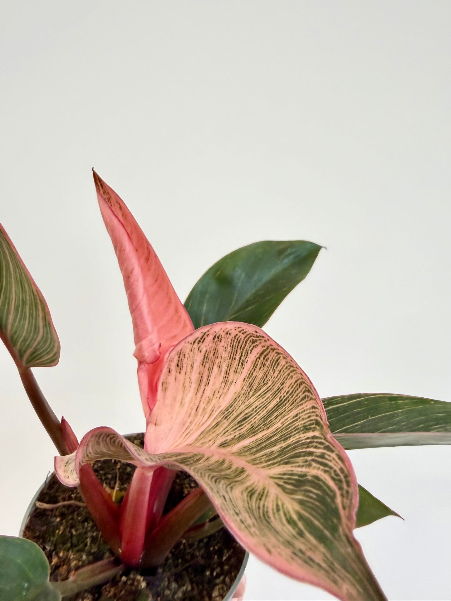 Philodendron Pink Bikini - Philodendron Erubescens