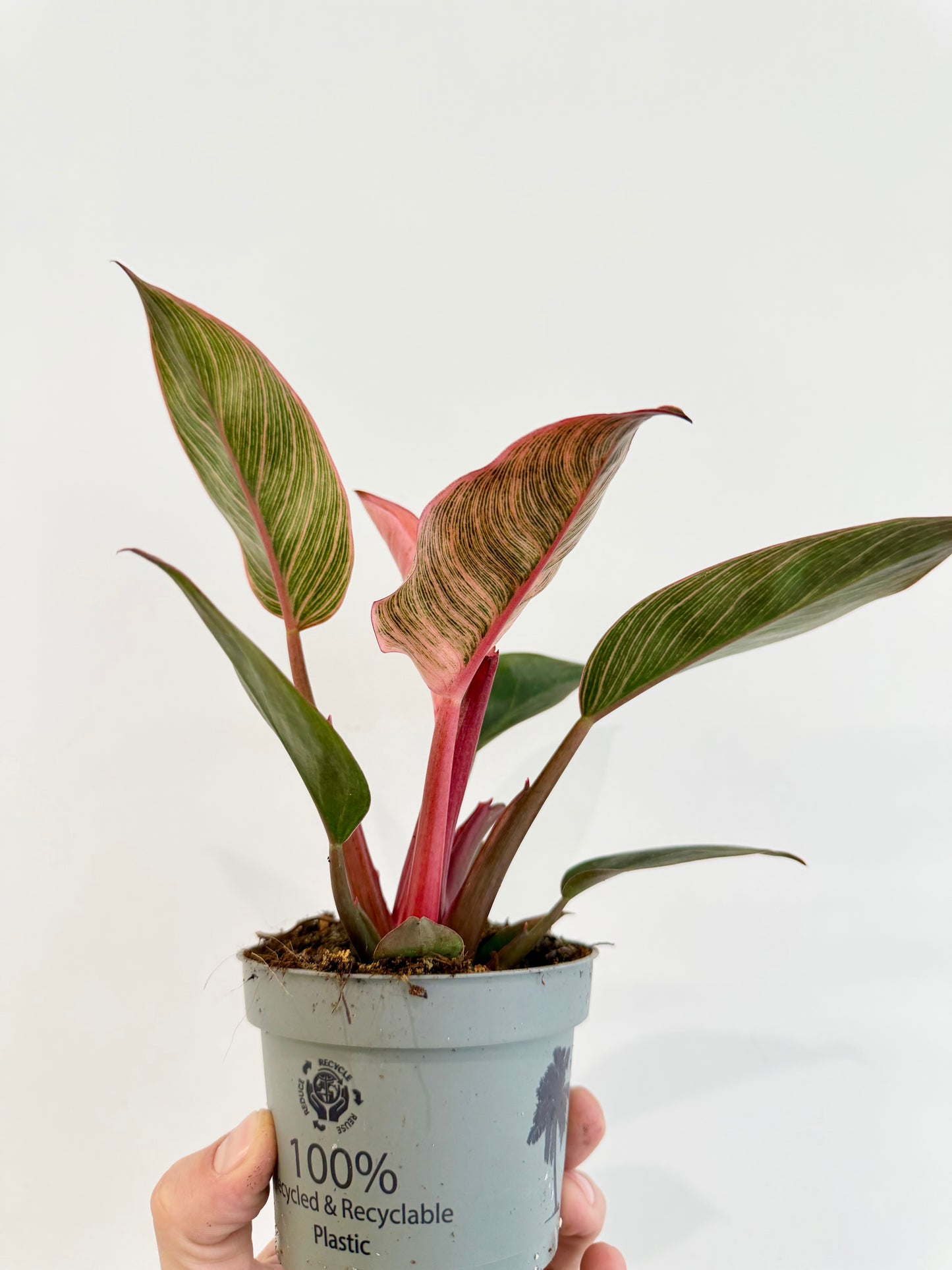 Philodendron Pink Bikini - Philodendron Erubescens