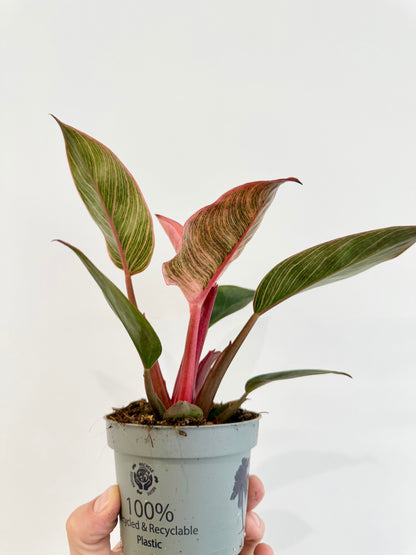 Philodendron Pink Bikini - Philodendron Erubescens
