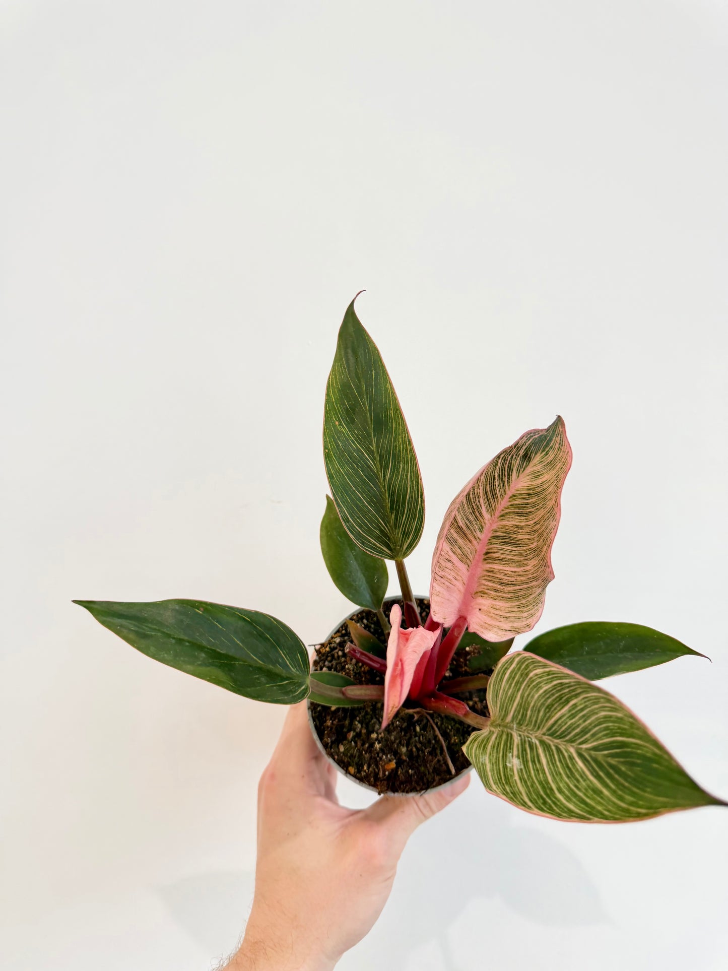 Philodendron Pink Bikini - Philodendron Erubescens