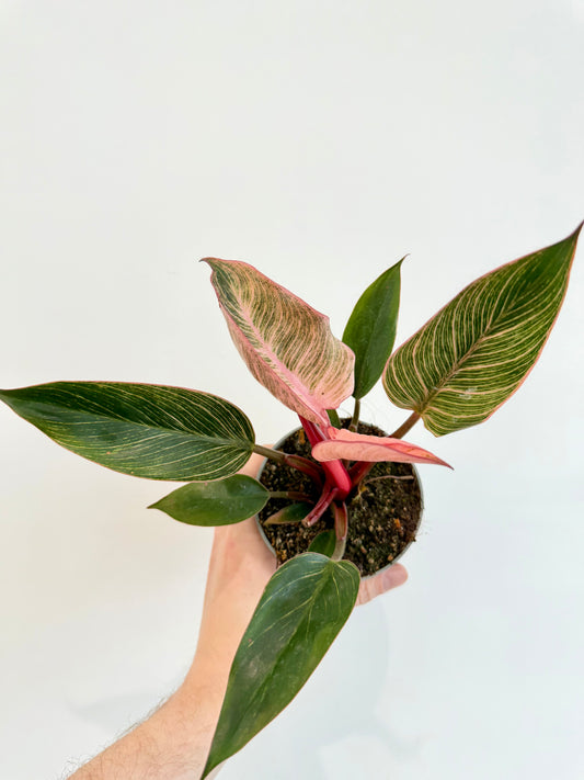 Philodendron Pink Bikini - Philodendron Erubescens