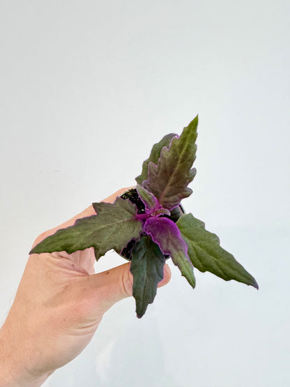 Purple Velvet Plant - Gynura Auranti