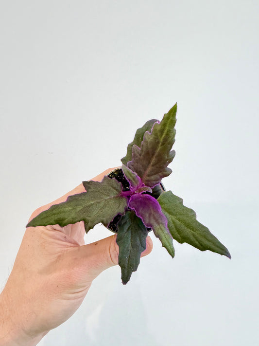 Purple Velvet Plant - Gynura Auranti