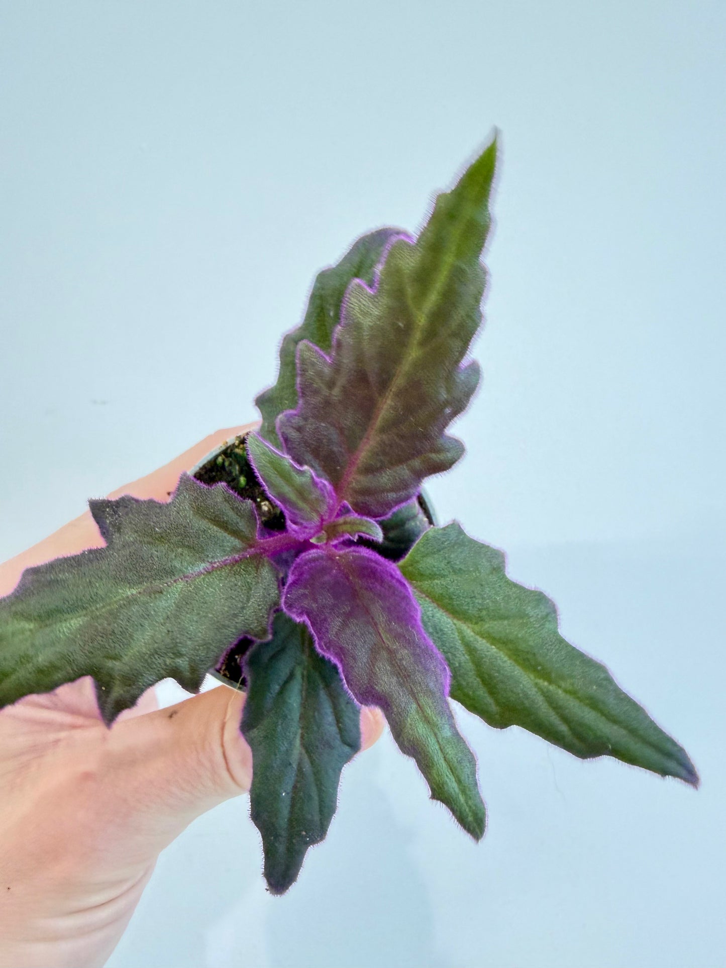 Purple Velvet Plant - Gynura Auranti