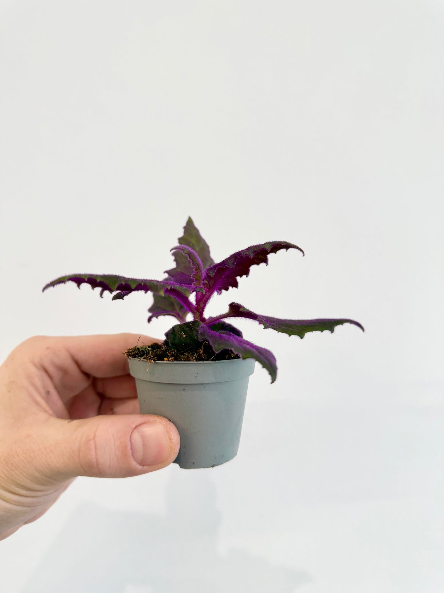 Purple Velvet Plant - Gynura Auranti