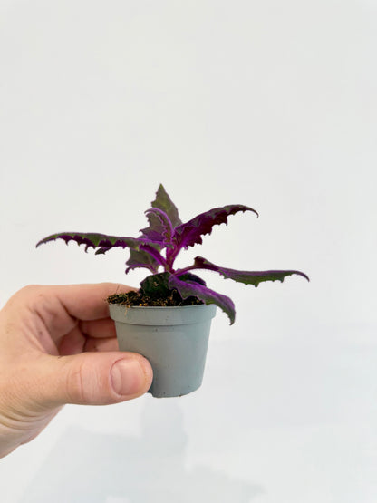 Purple Velvet Plant - Gynura Auranti