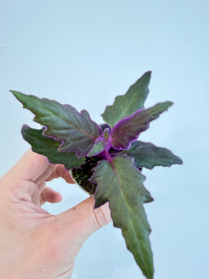 Purple Velvet Plant - Gynura Auranti