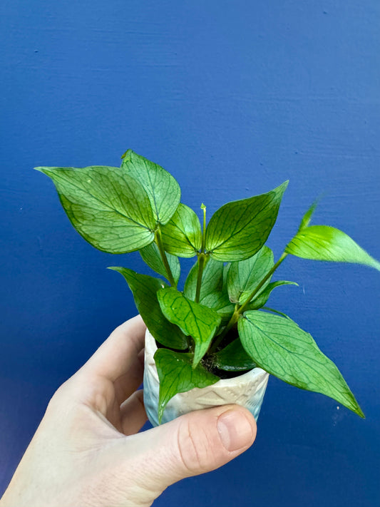 Baby Hoya Polyneura - Fishtail Hoya Plant
