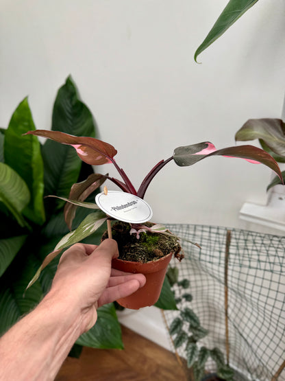 Philodendron Erubescens - Philodendron Pink Princess