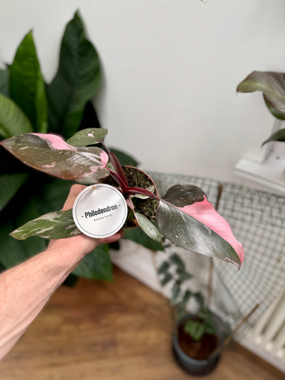 Philodendron Erubescens - Philodendron Pink Princess