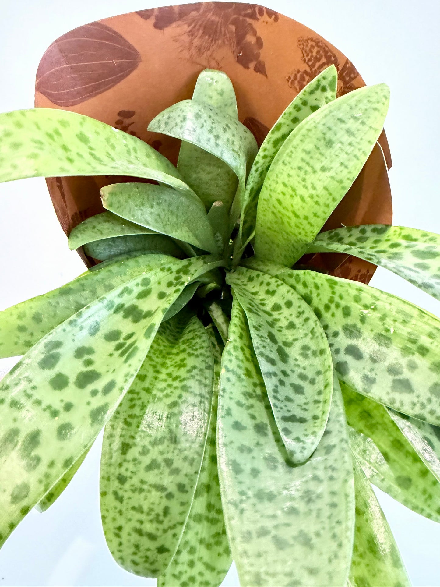 Giant Squill Plant - Drimiopsis Kirkii