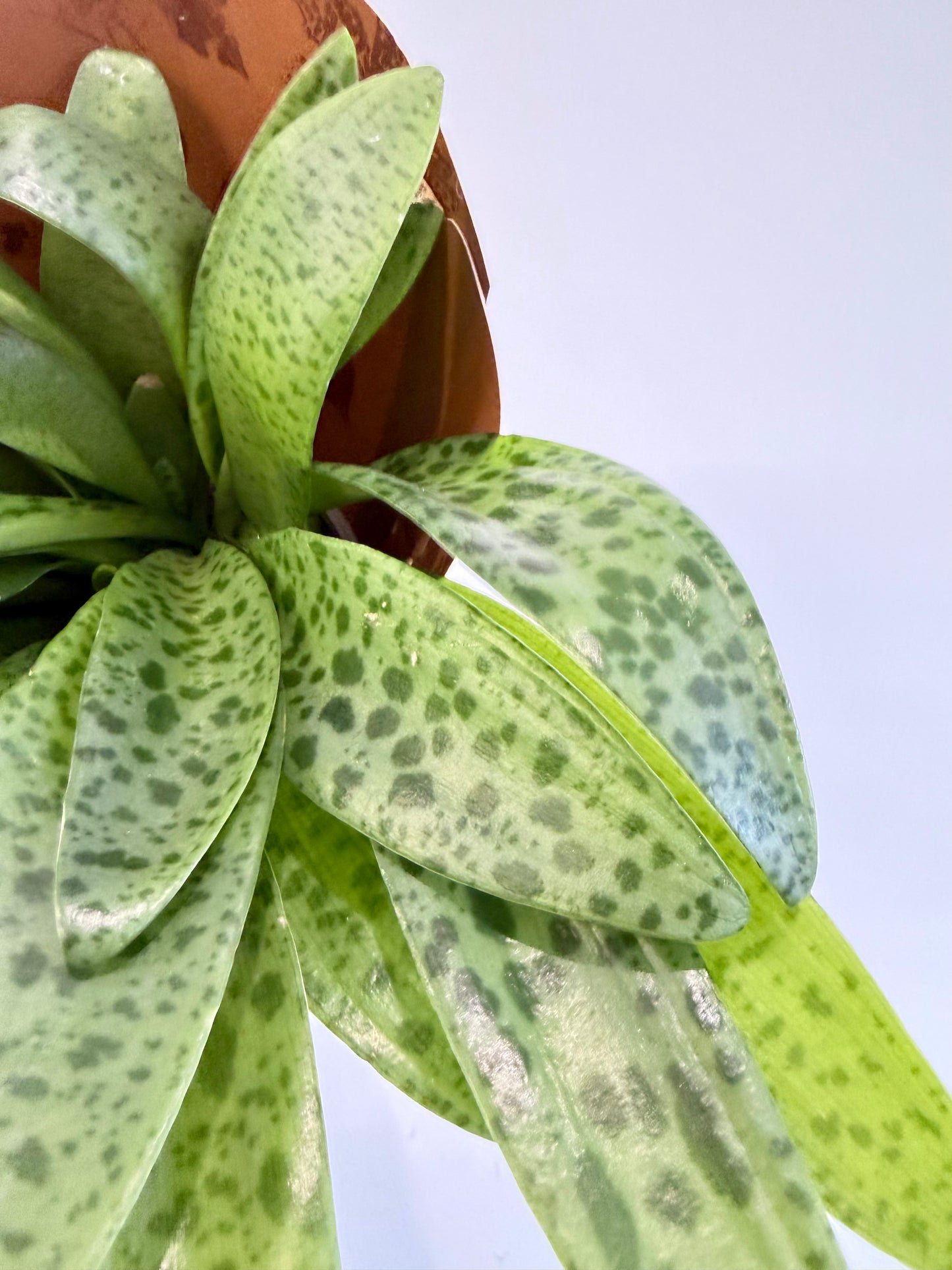 Giant Squill Plant - Drimiopsis Kirkii