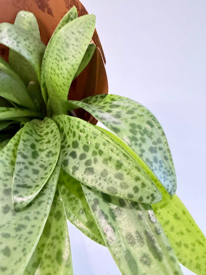 Giant Squill Plant - Drimiopsis Kirkii