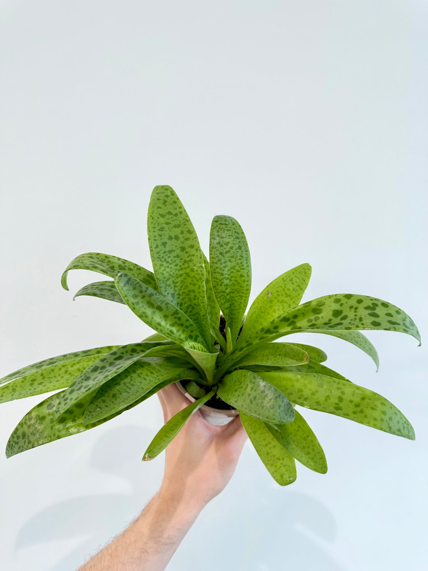 Giant Squill Plant - Drimiopsis Kirkii